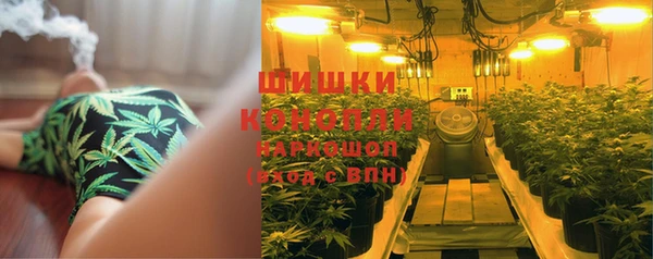 прущие грибы Алзамай